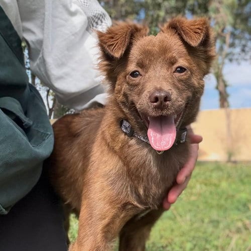 Photo of Cherry, adoptable Chihuahua in Oakland, California
