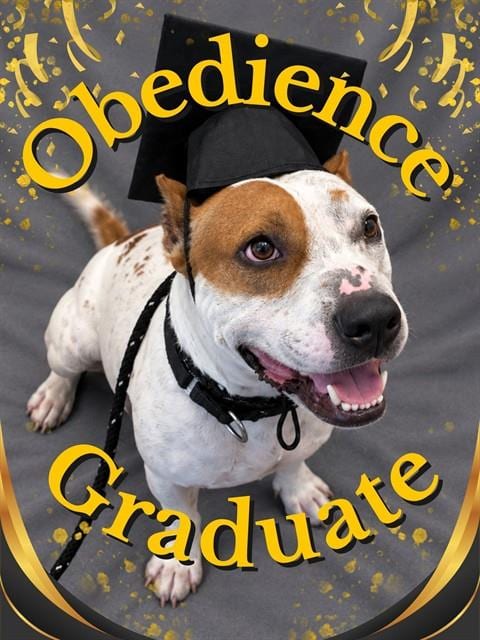 Photo of Teddy, adoptable dog in Palmetto, Florida