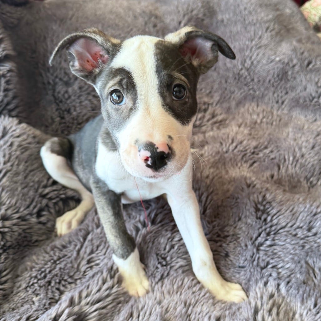 Photo of Rainier, adoptable Mixed Breed (Medium) in San Francisco, California