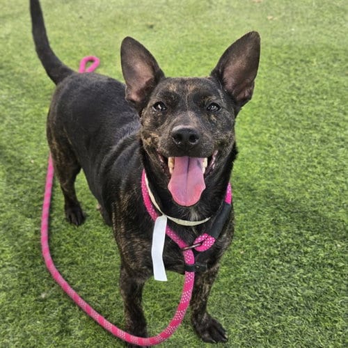 Photo of Poppy, adoptable Basenji in Phoenix, Arizona