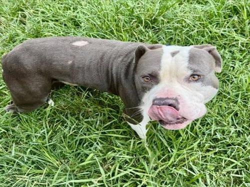 Photo of Gotti, adoptable Staffordshire Bull Terrier in Houston, Texas