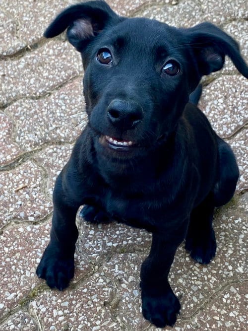 Photo of Vader, adoptable Labrador Retriever in Hillsboro, Missouri