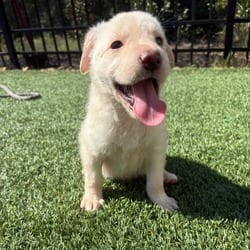 Photo of Rowan, adoptable Golden Retriever Labrador Retriever in Winchester, Virginia