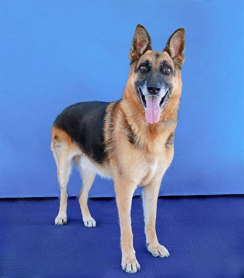Photo of Zarko, adoptable German Shepherd Dog in Baldwin Park, California