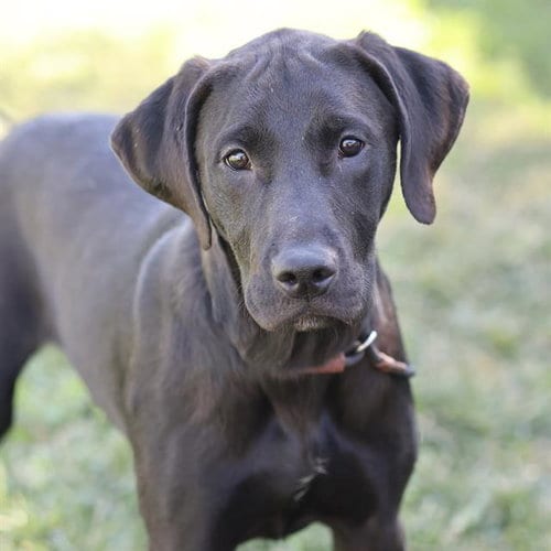 Photo of Brennan, adoptable Labrador Retriever in Modesto, California