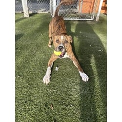 Photo of Randy, adoptable Terrier (Unknown Type, Medium) in Doral, Florida