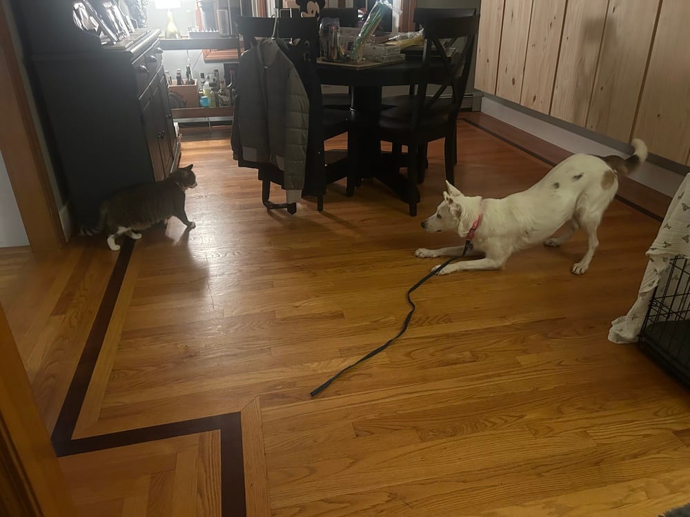 Photo of Carmen San Diego, adoptable Cattle Dog in Oak Bluffs, Massachusetts