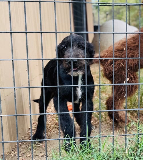 Photo of Jack, adoptable Poodle (unknown type) in Claremore, Oklahoma