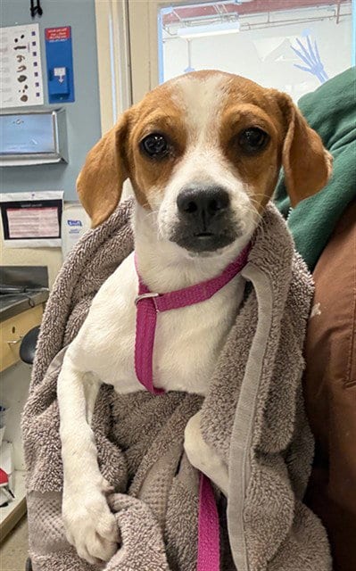 Photo of Jake, adoptable Beagle in Riverside, California