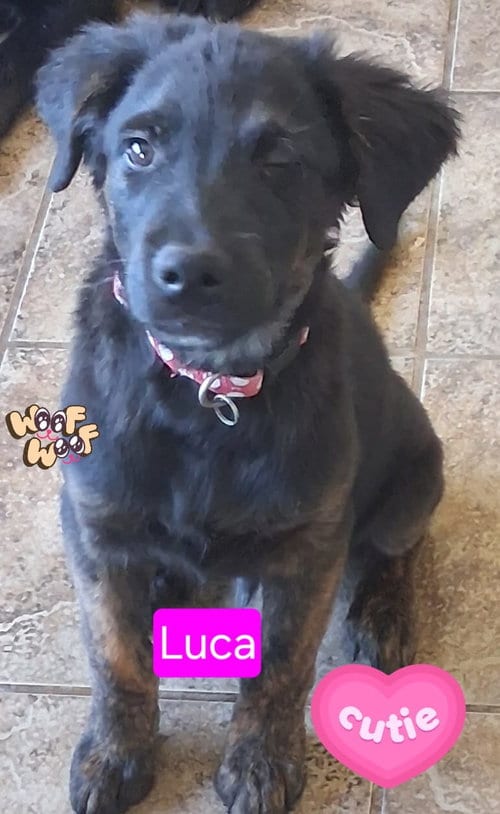 Photo of Luca, adoptable Shepherd in San Diego, California