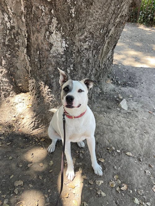 Photo of Star Baby, adoptable Unknown breed (short coat) in Santa Clarita, California