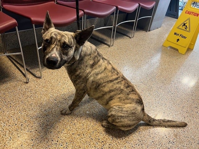 Photo of Verduga, adoptable Terrier mix in Miami, Florida