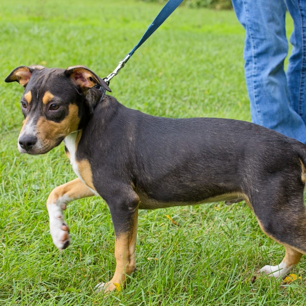 Photo of Mac, adoptable Retriever / Mix in South Elgin, Illinois