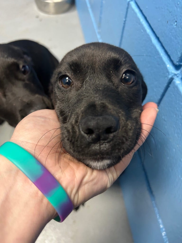 Photo of Luna (Lx3), adoptable Labrador Retriever in Hartsville, South Carolina
