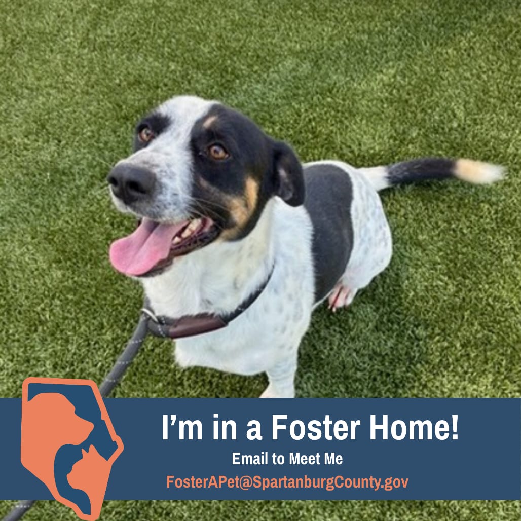 Photo of Sebastian, adoptable Hound / Terrier in Spartanburg, South Carolina