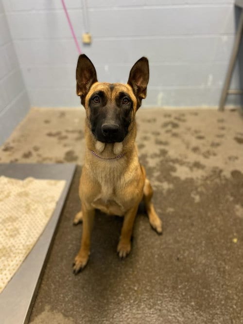 Photo of Lumi, adoptable Belgian Shepherd Malinois in Woodland, California