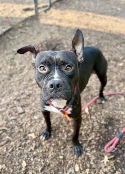 Photo of Jack, adoptable dog in Chamblee, Georgia