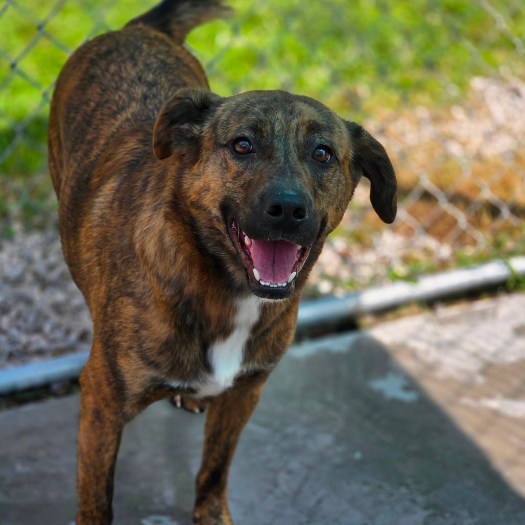 Photo of Paprika, adoptable Mixed Breed (Medium) in Winfield, West Virginia