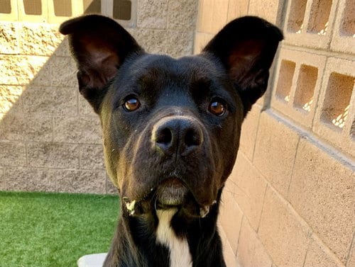 Photo of Orielle, adoptable Pit Bull Terrier in Moreno Valley, California