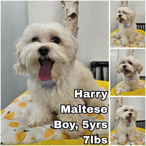 Photo of Harry from Korea, adoptable Maltese in Federal Way, Washington