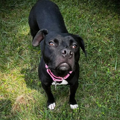 Photo of Nutella, adoptable Unknown breed in Shelburne, Vermont