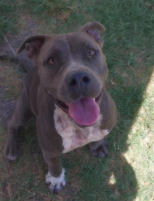 Photo of Cry Baby, adoptable American Pit Bull Terrier in Corpus Christi, Texas