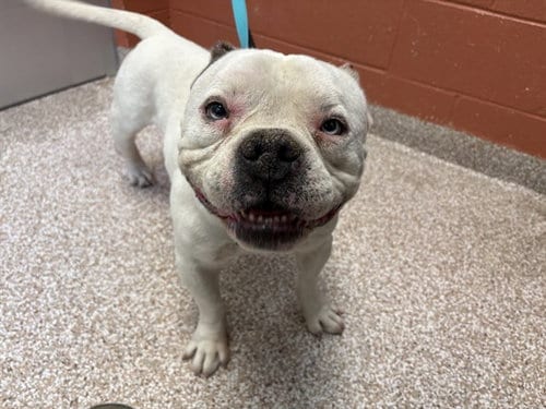Photo of Duke, adoptable American Bulldog in Pueblo, Colorado