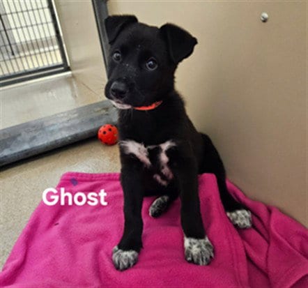 Photo of Ghost, adoptable Border Collie in Hayward, California