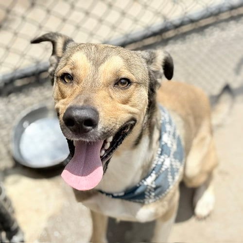 Photo of Knight, adoptable German Shepherd Dog in Tulsa, Oklahoma