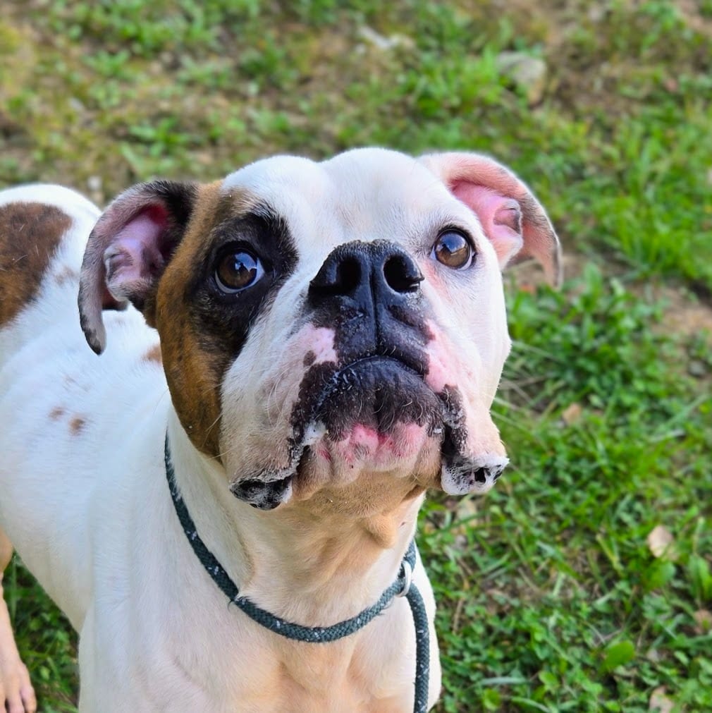 Photo of Gertrude, adoptable Boxer in Douglasville, Georgia