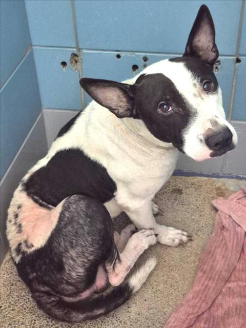 Photo of Rex, adoptable Staffordshire Bull Terrier in Houston, Texas