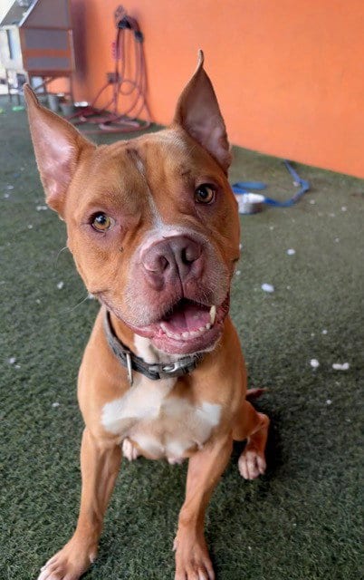 Photo of King, adoptable Pit Bull Terrier in Miami, Florida
