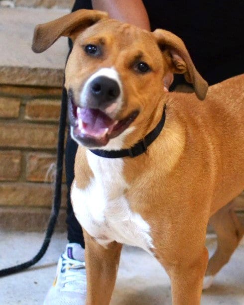 Photo of Scout, adoptable Hound in Germanton, Tennessee