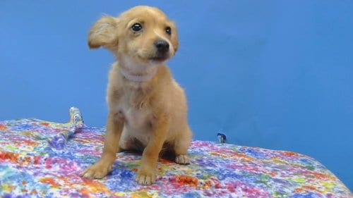 Photo of A5800215, adoptable Chihuahua in Gardena, California