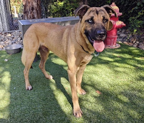 Photo of Deputy, adoptable German Shepherd Dog in San Jose, California