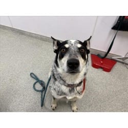 Photo of Miller, adoptable Australian Cattle Dog in Loveland, Colorado