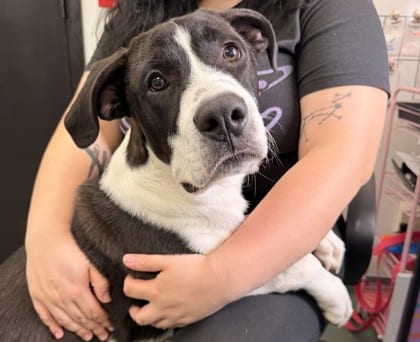 Photo of Peso, adoptable dog