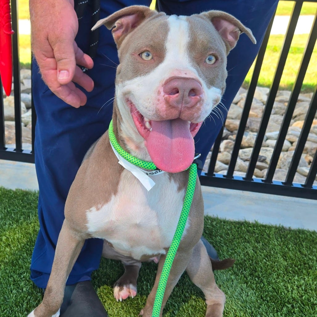 Photo of Charlotte, adoptable Terrier, American Pit Bull in Spartanburg, South Carolina