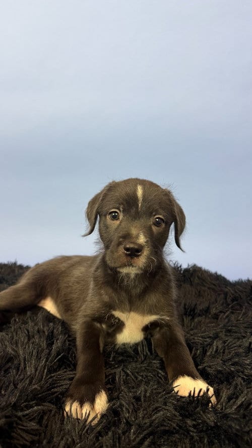 Photo of Teresa, adoptable Labrador Retriever in Phoenix, Arizona