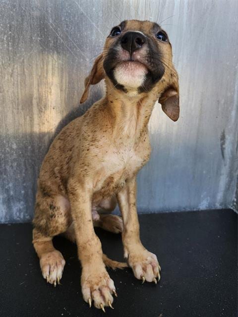Photo of Astro, adoptable Labrador Retriever in San Antonio, Texas