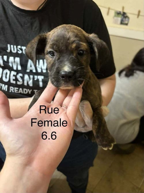Photo of Johnson Rs : Rue, adoptable Boxer in Aurora, Indiana