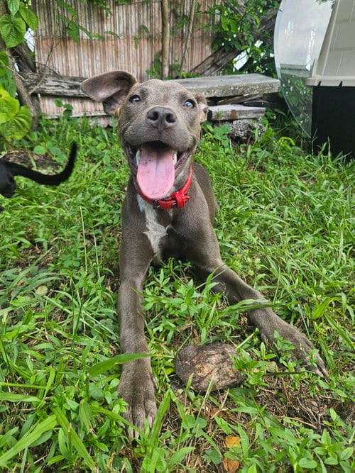 Photo of Misty, adoptable Labrador Retriever in Miami, Florida