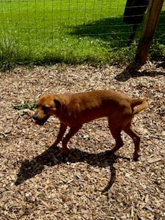 Photo of Maya, adoptable Pit Bull Terrier in Sparta, Tennessee