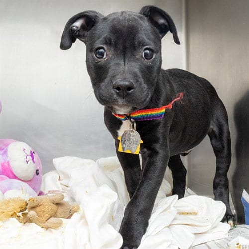 Photo of Amiri Blue, adoptable Pit Bull Terrier in Maryland, Missouri