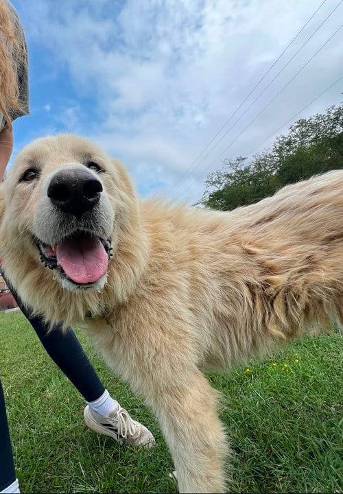 Photo of Pat, adoptable Great Pyrenees in Rustburg, Virginia