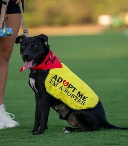 Photo of Saxophone, adoptable Labrador Retriever in Nacogdoches, Texas