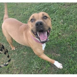 Photo of Piper, adoptable American Pit Bull Terrier in Texas City, Texas