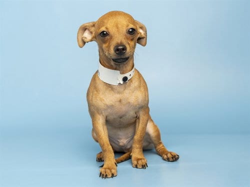 Photo of Marty Mcfly, adoptable Chihuahua in Phoenix, Arizona