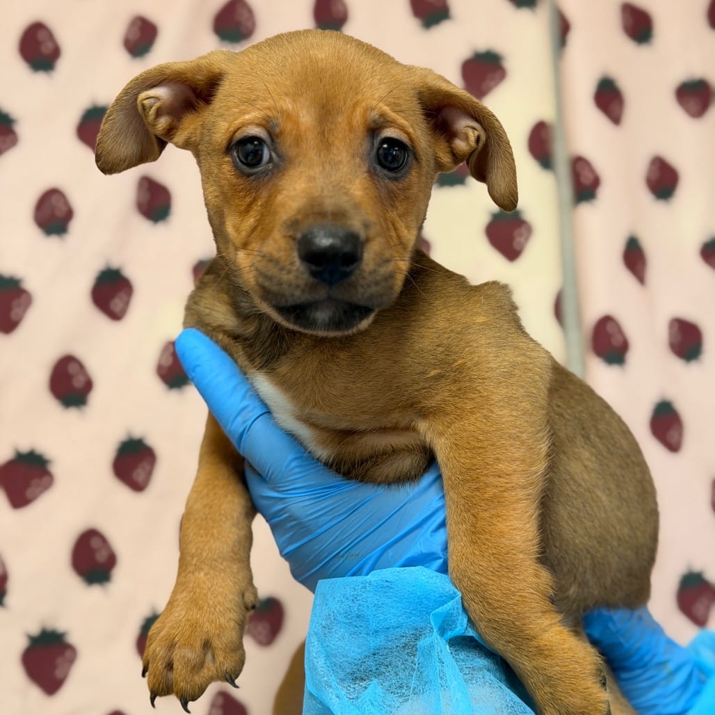 Photo of Mike, adoptable Shepherd, German / Terrier in San Antonio, Texas
