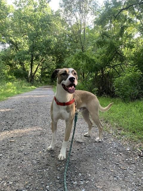 Photo of Mello, adoptable Pit Bull Terrier in Forestville, Maryland